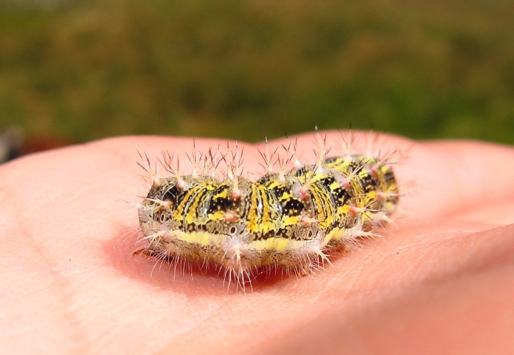 Bruco da identificare